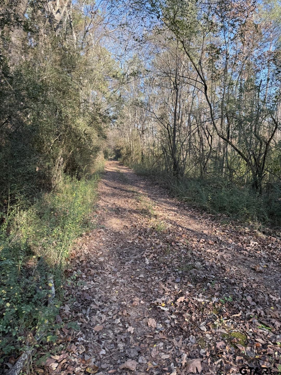 Tbd-e County Road 216 Beckville, TX 75631 - Photo 7 of 7 a view of a yard with a tree