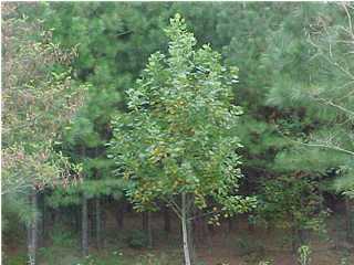 0 Ledford Road, Unit LOT 2 Soddy Daisy, TN 37379 - Photo 8 of 8 Additional Photo