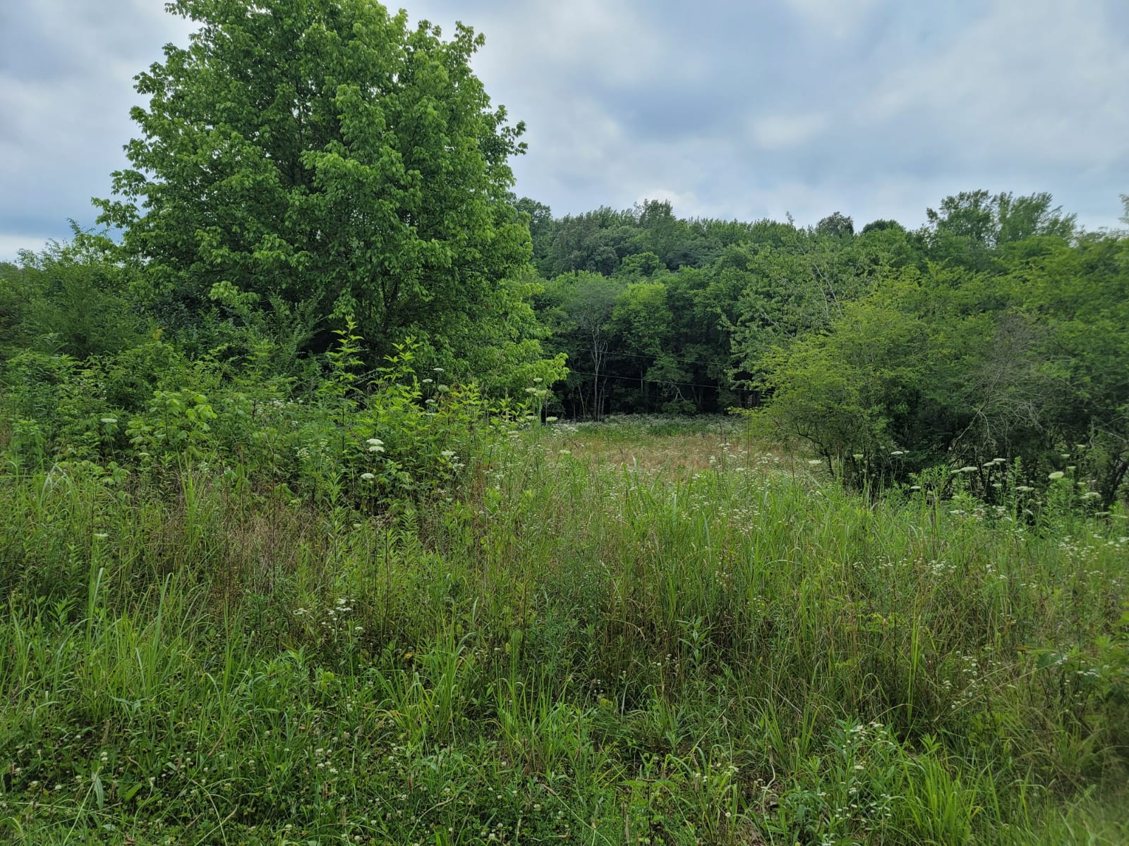 1150 Turner Road Prospect, TN 38477 - Photo 1 of 3 a view of a lush green forest