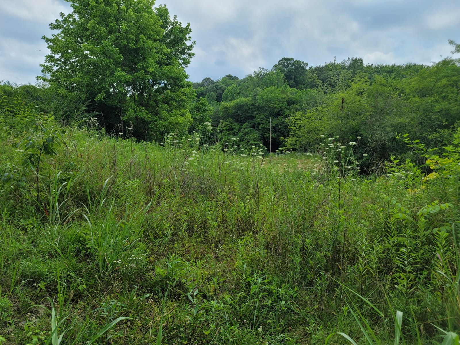 1150 Turner Road Prospect, TN 38477 - Photo 2 of 3 a view of a lush green space