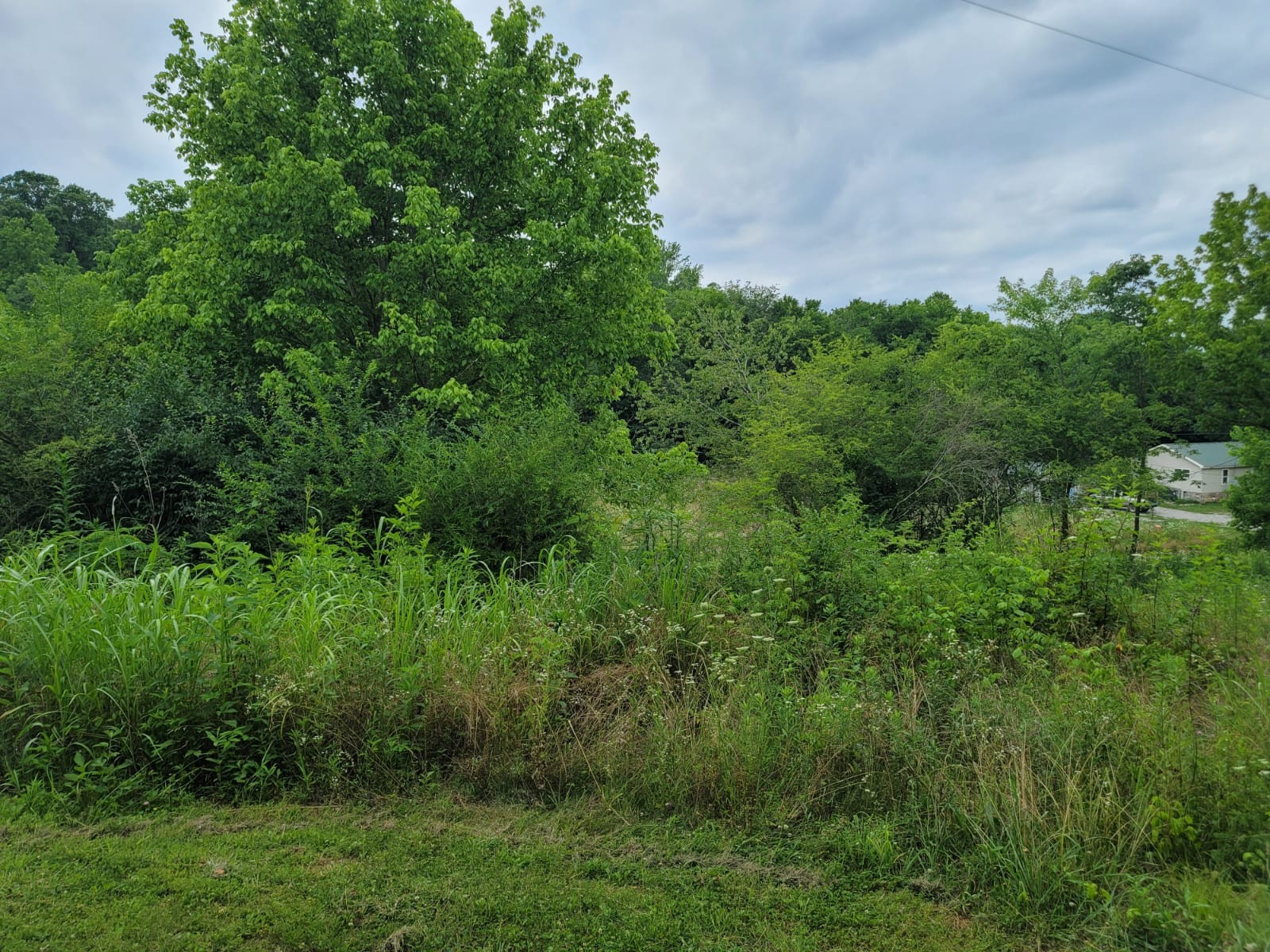 1150 Turner Road Prospect, TN 38477 - Photo 3 of 3 a view of a lush green space