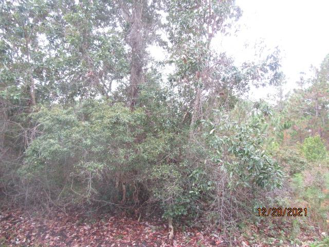 148 Doe Street Carrabelle, FL 32322 - Photo 5 of 9