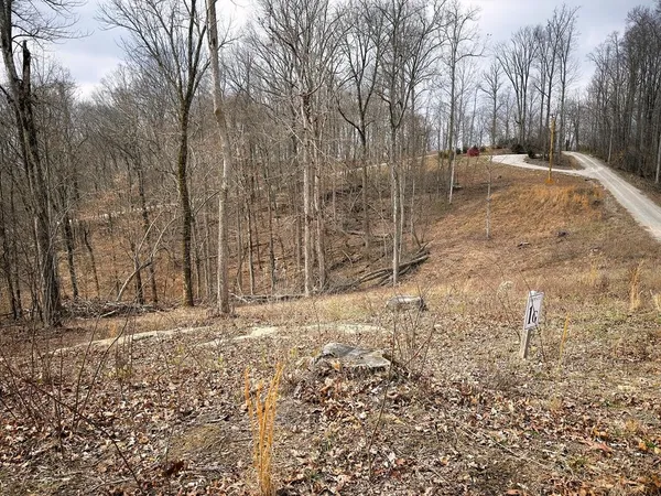 a view of a yard with trees