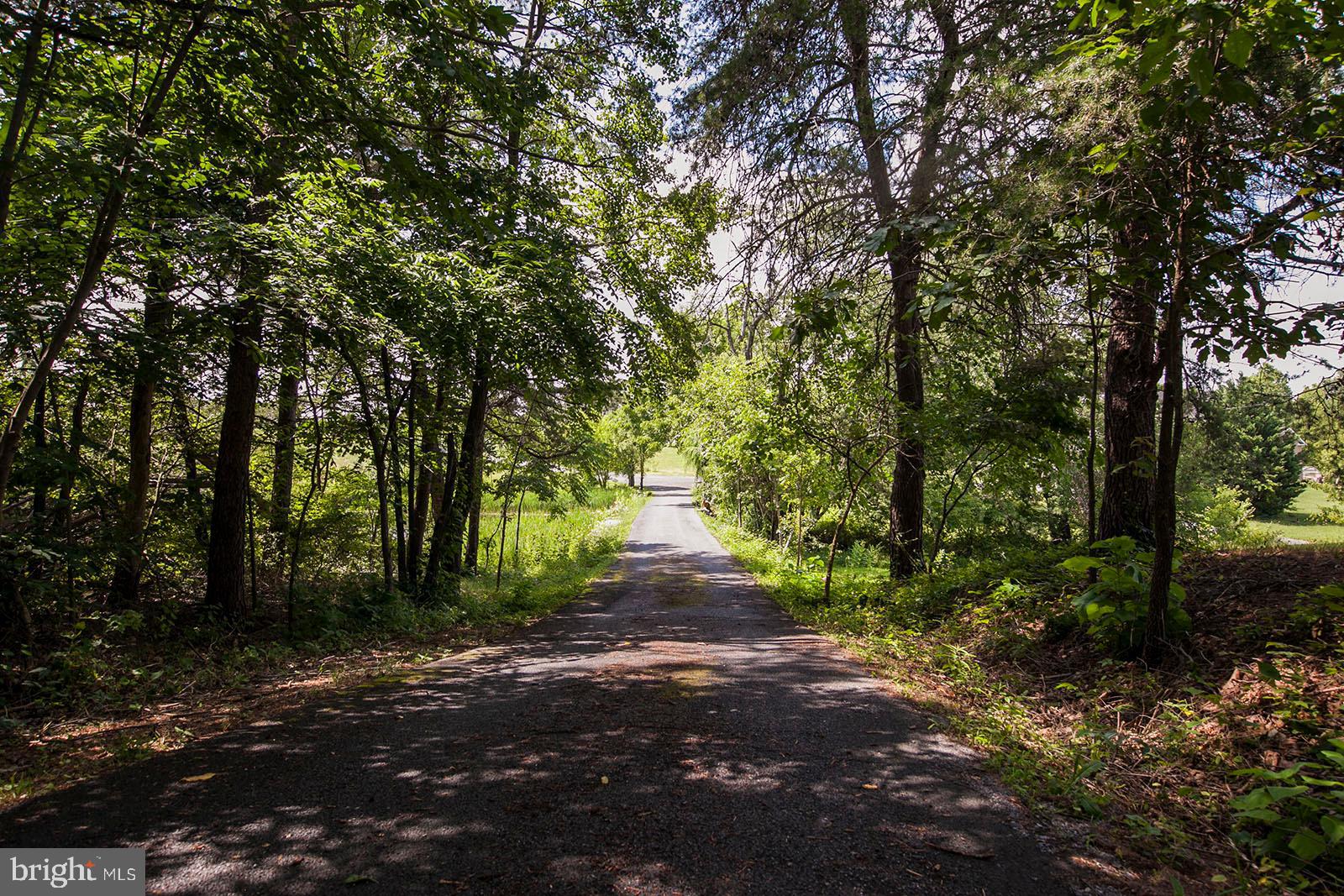 1379 Cedar Grove Road Winchester, VA 22603 - Photo 50 of 57 Tree-lined driveway