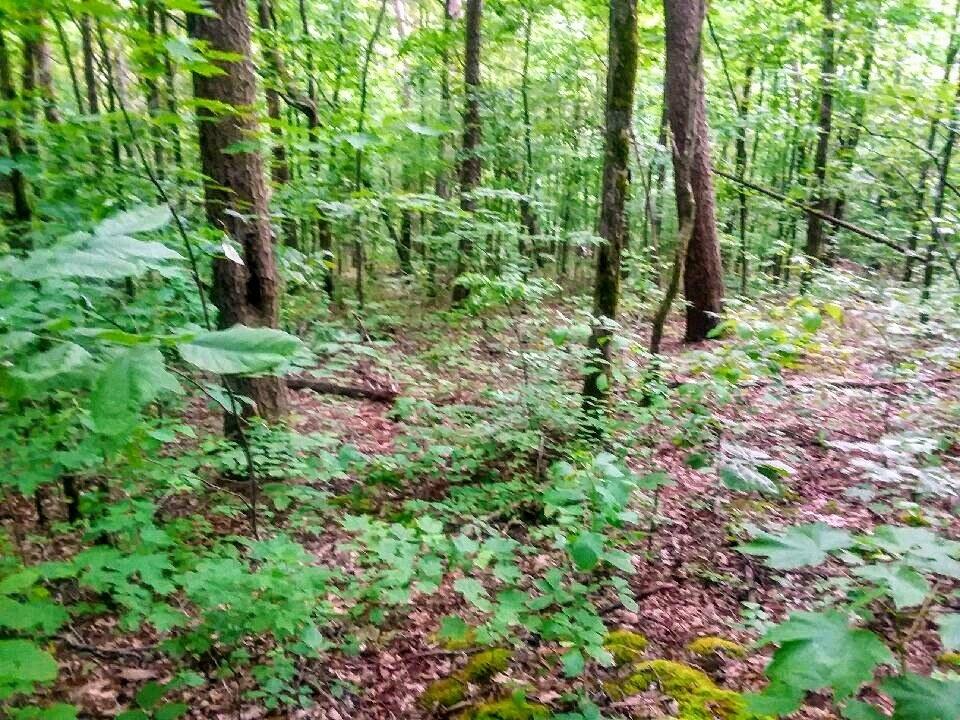 825 Smokey Branch Road Vonore, TN 37885 - Photo 2 of 5 825 Smokey 4