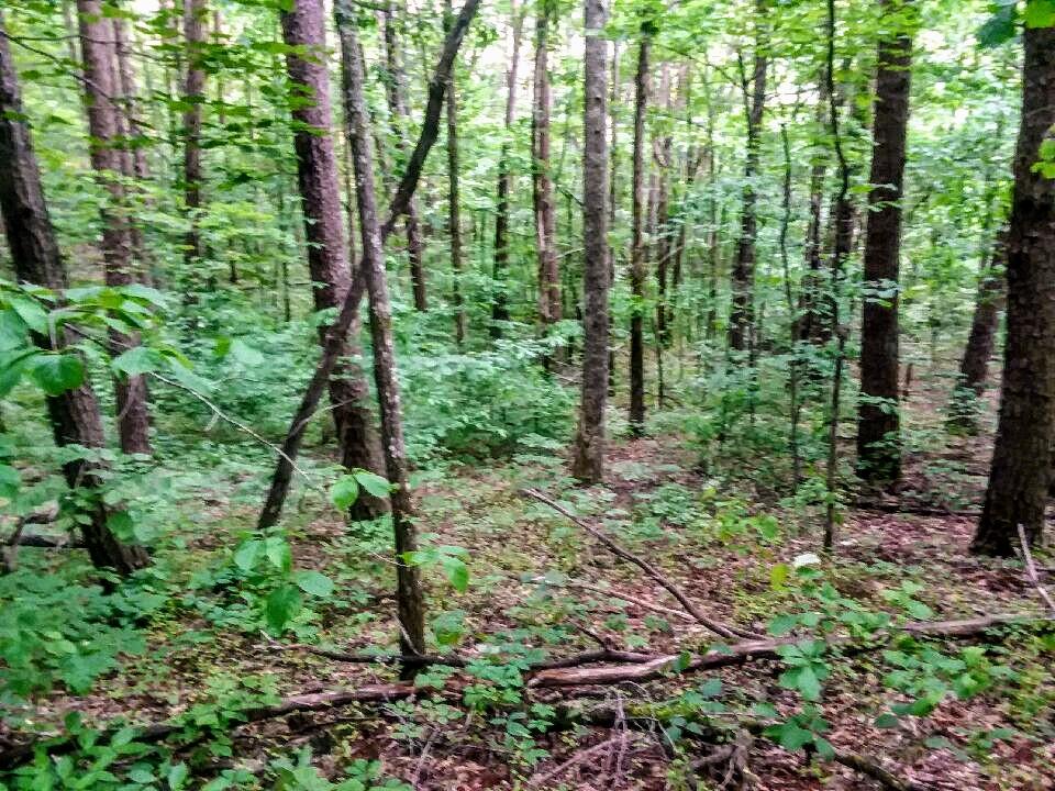 825 Smokey Branch Road Vonore, TN 37885 - Photo 3 of 5 825 Smokey