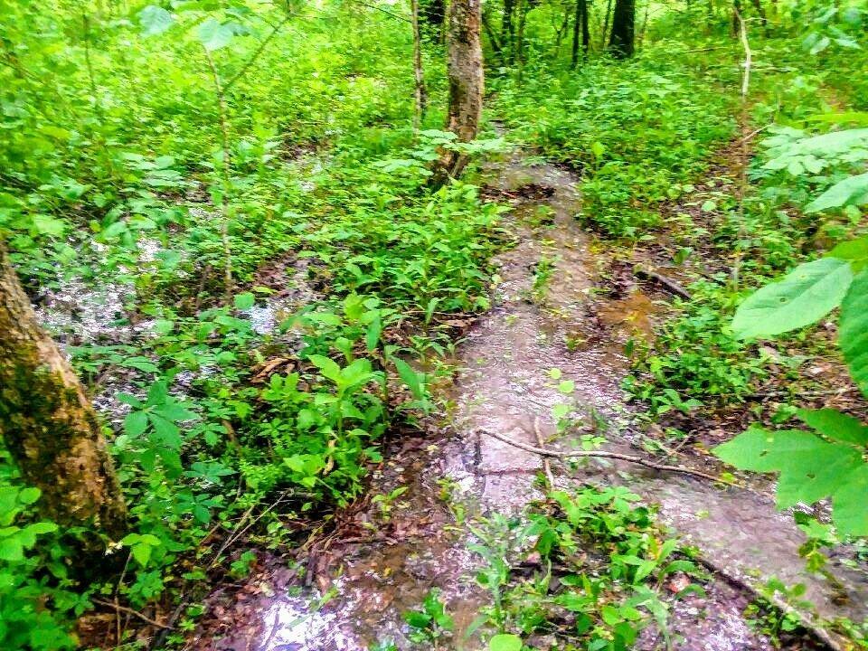 825 Smokey Branch Road Vonore, TN 37885 - Photo 5 of 5 825 Smokey 3