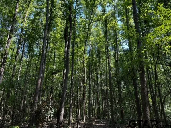 a view of a lush green forest with lots of trees