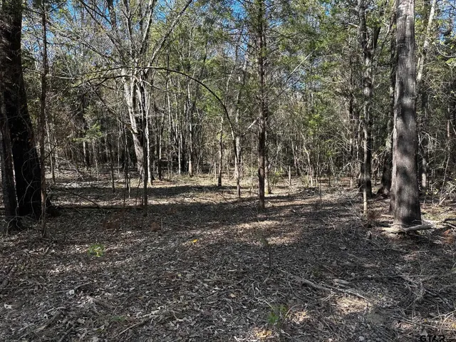 a view of a forest with trees
