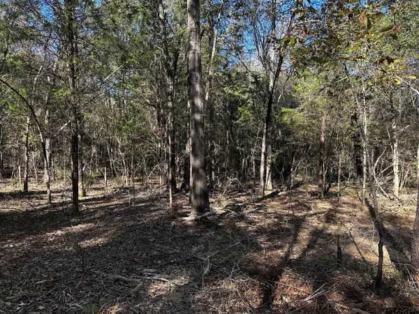 a view of a forest filled with trees