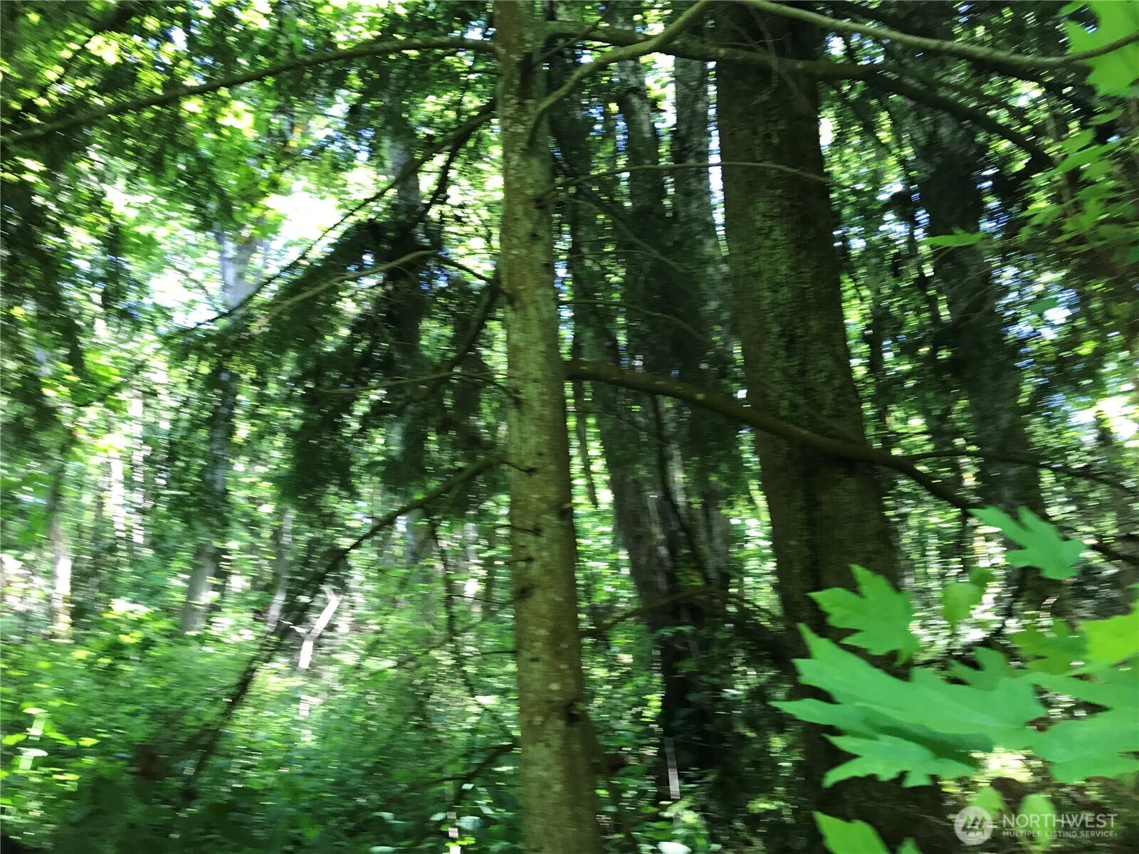 V2 Gedney Way Everett, WA 98201 - Photo 6 of 11 a view of a lush green forest