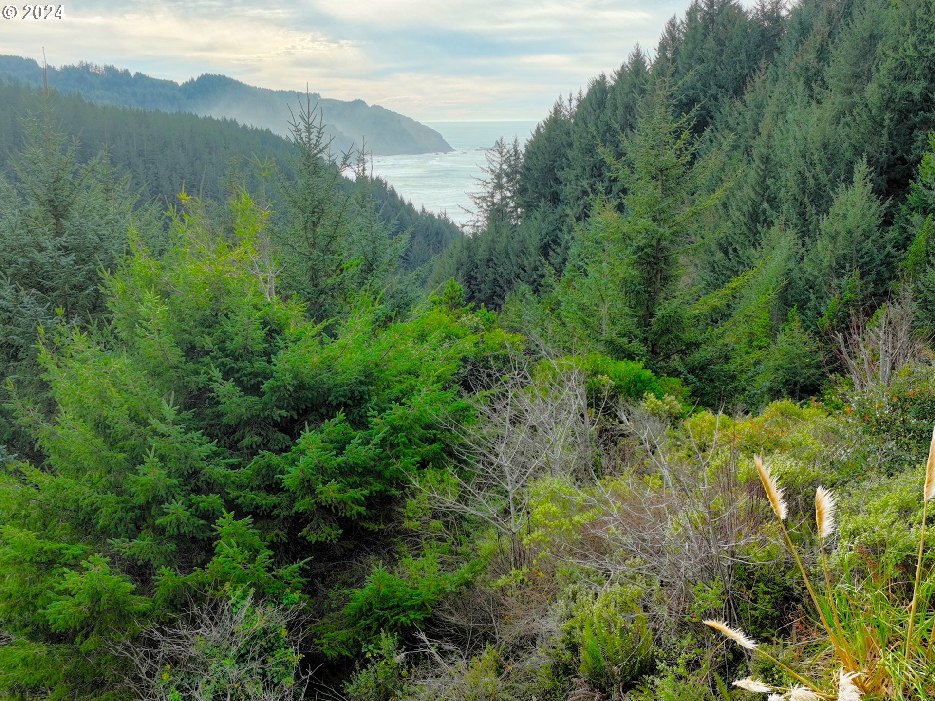 19921 Whaleshead Road, Unit OV13 Brookings, OR 97415 - Photo 8 of 43 a view of a lush green forest with trees in the background