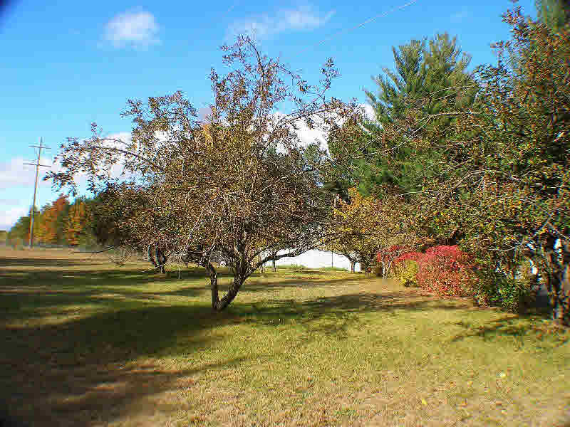 930 Maple Ridge Road Twining, MI 48766 - Photo 11 of 13