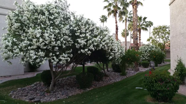 a view of a backyard