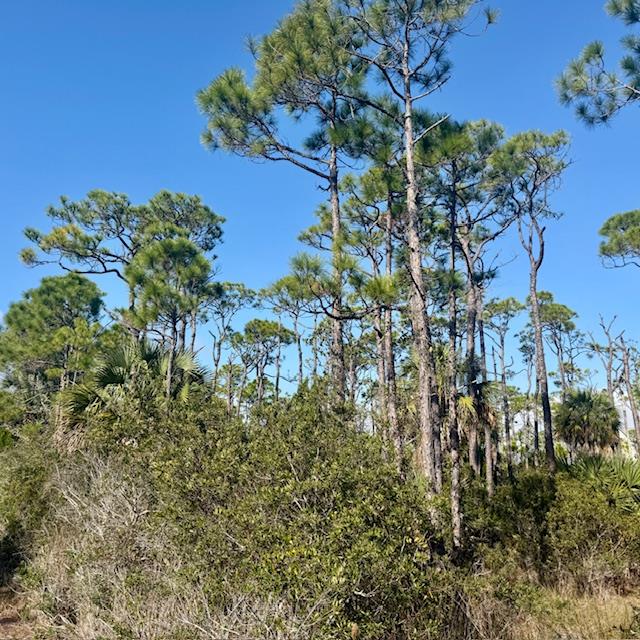 1735 Kingfisher Road St. George Island, FL 32328 - Photo 2 of 23