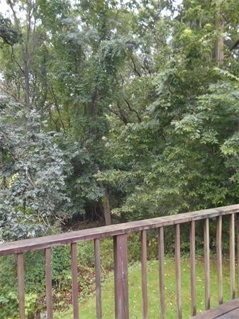 77 Aberdeen Road Springfield, MA 01109 - Photo 18 of 19