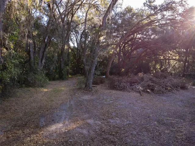 a view of a forest with trees in the background