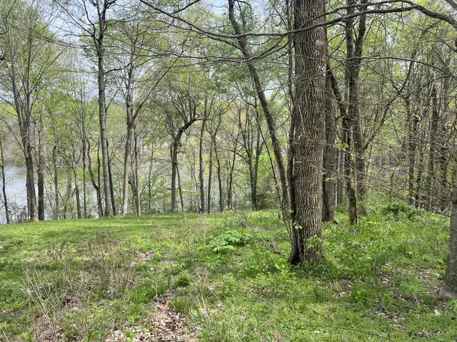 a big yard with lots of green space and trees