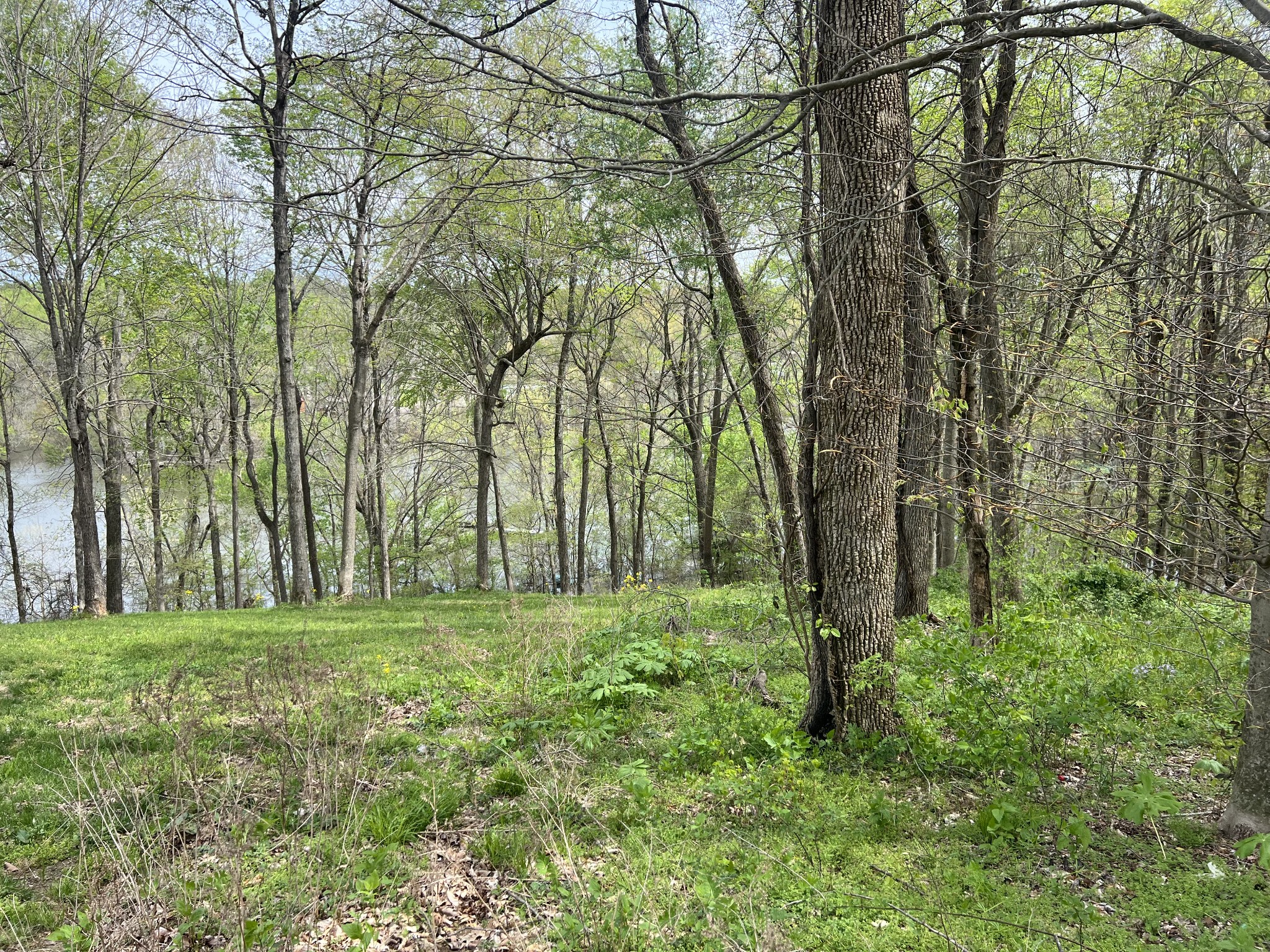 200 Lake Ridge Road Scottsville, KY 42164 - Photo 4 of 15 a big yard with lots of green space and trees