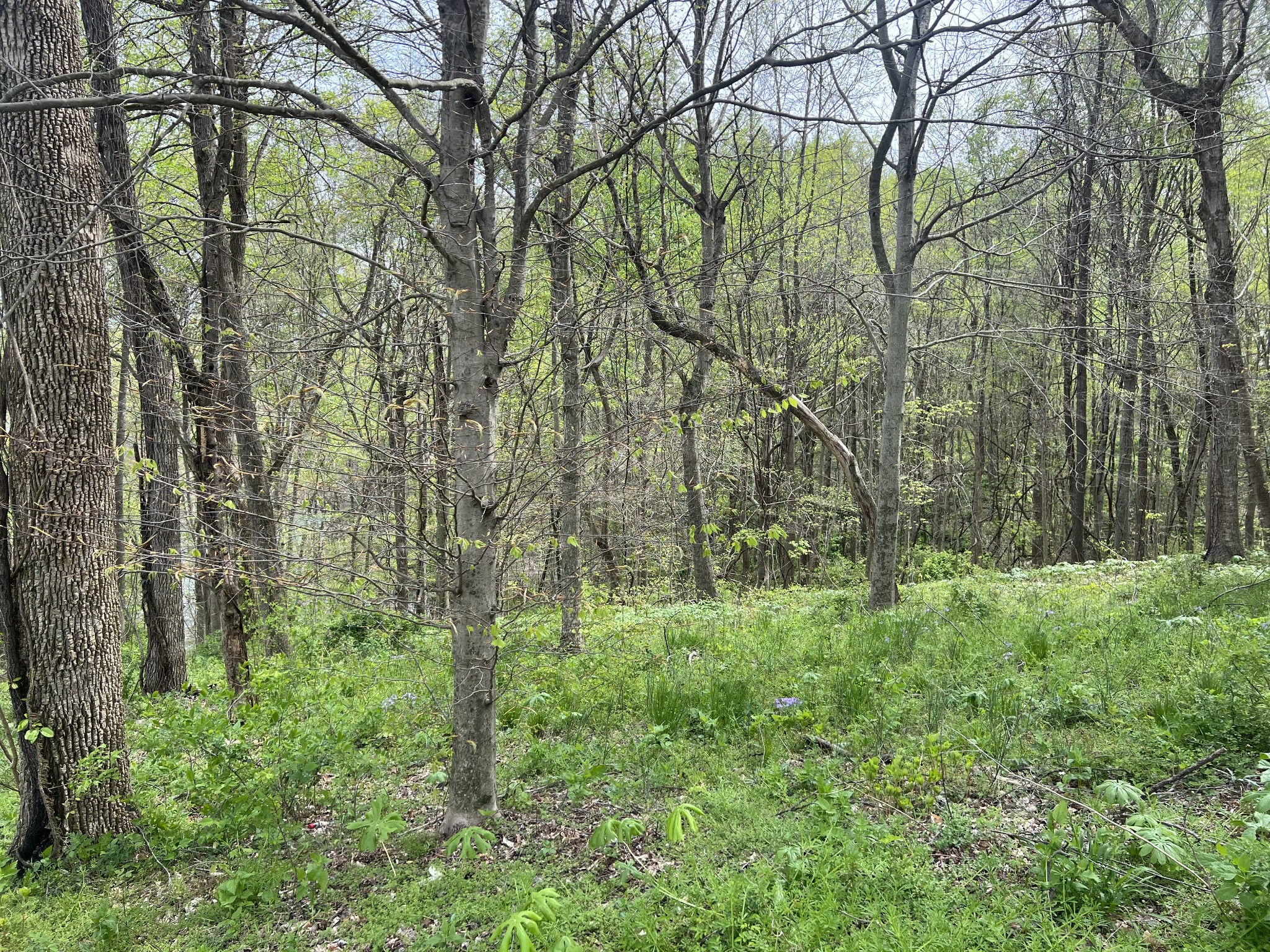 200 Lake Ridge Road Scottsville, KY 42164 - Photo 5 of 15 a big yard with lots of green space and trees