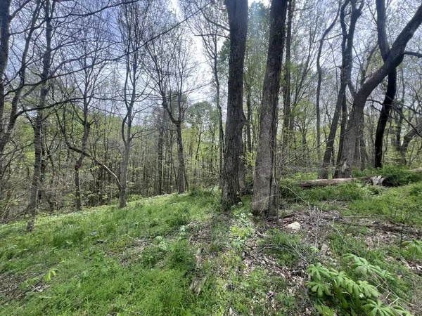 a big yard with lots of green space and house