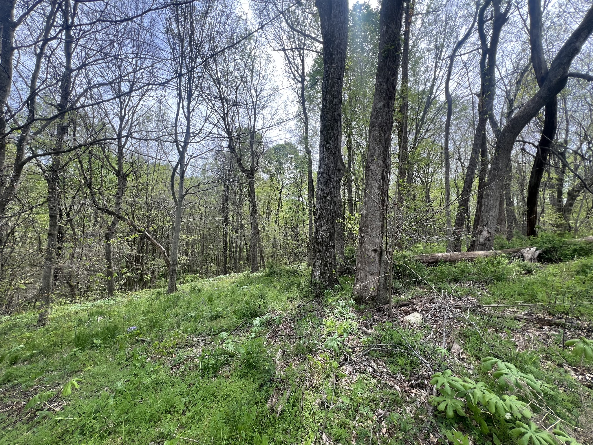 200 Lake Ridge Road Scottsville, KY 42164 - Photo 6 of 15 a big yard with lots of green space and house