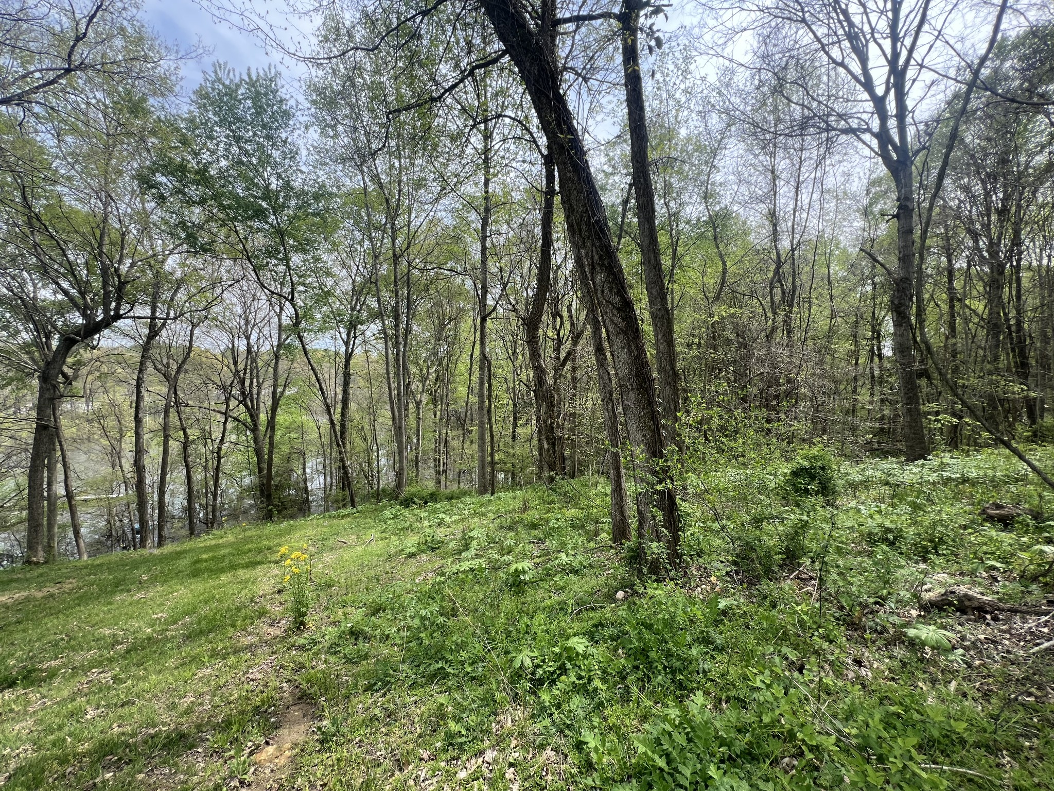 200 Lake Ridge Road Scottsville, KY 42164 - Photo 8 of 15 a big yard with lots of green space and trees