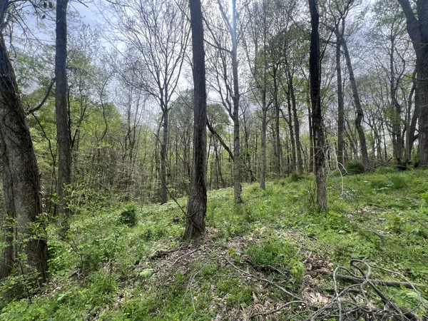 a view of a lush green forest