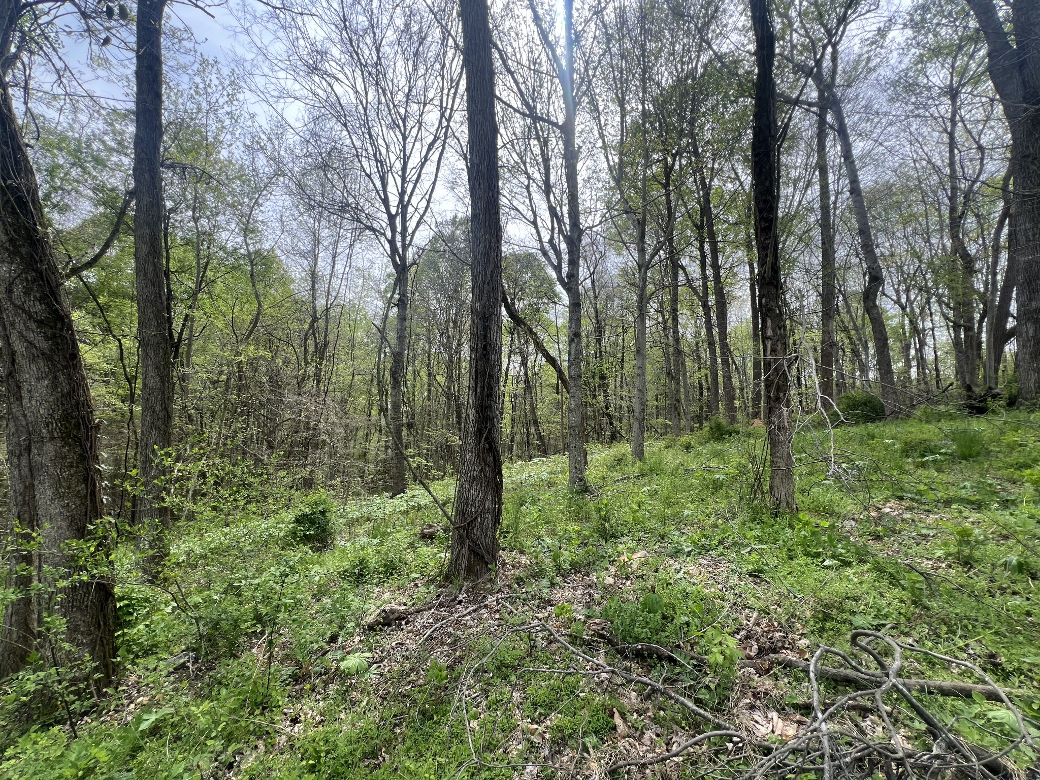 200 Lake Ridge Road Scottsville, KY 42164 - Photo 9 of 15 a view of a lush green forest