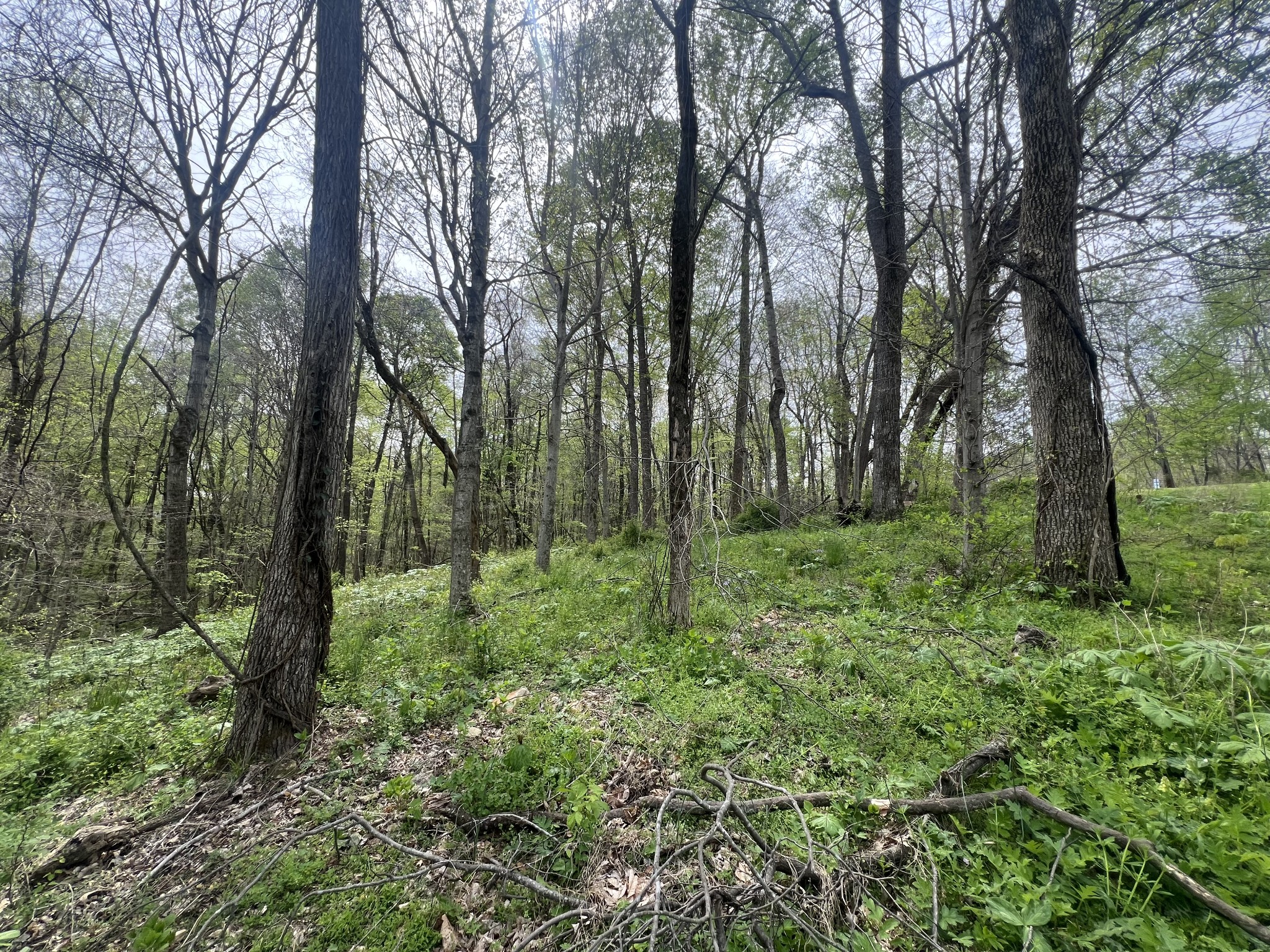 200 Lake Ridge Road Scottsville, KY 42164 - Photo 10 of 15 a view of outdoor space and green space