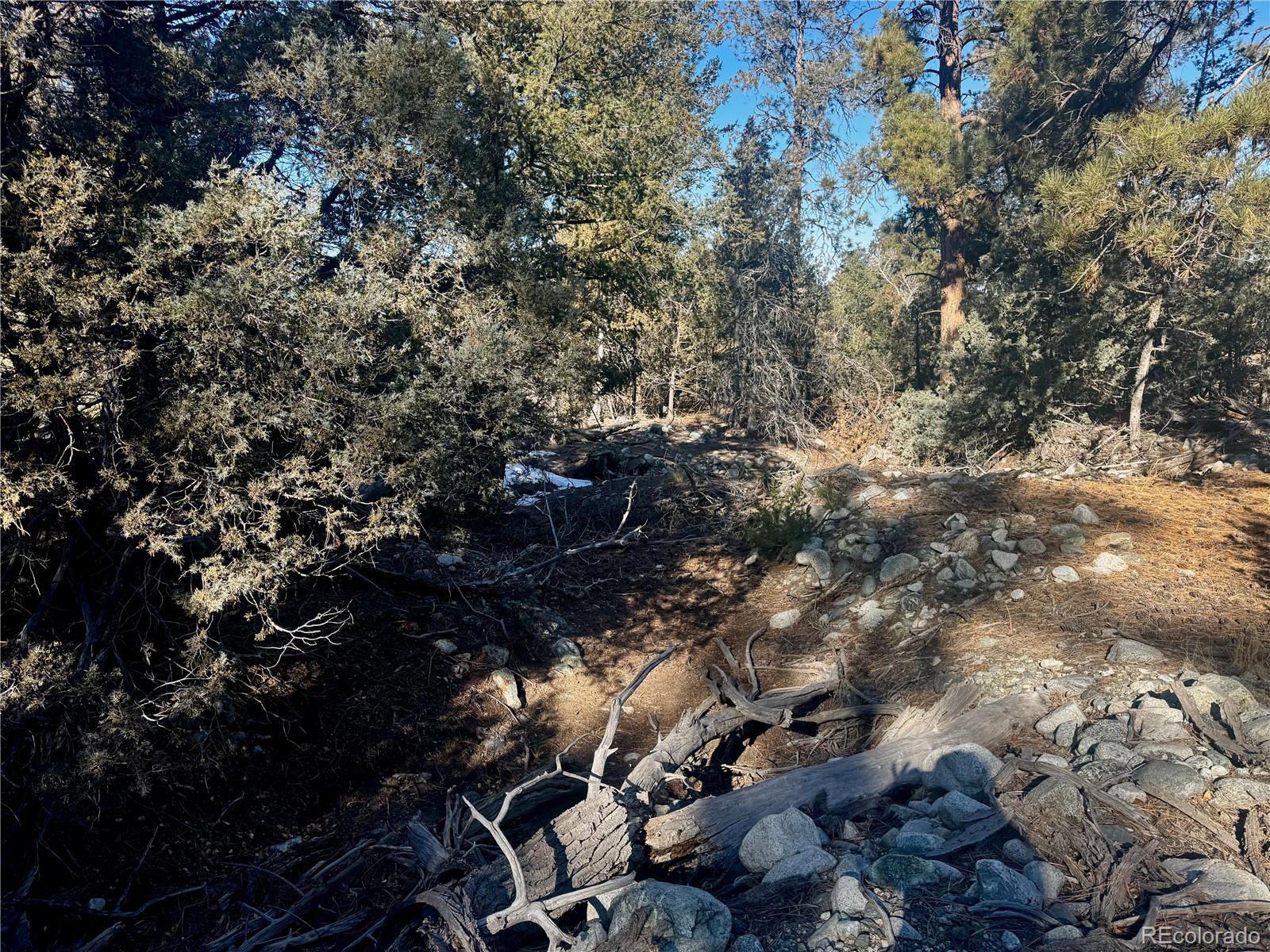 25 Moki Court Mosca, CO 81146 - Photo 14 of 20 a picture of tree