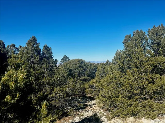 a view of a tree with a tree in the background