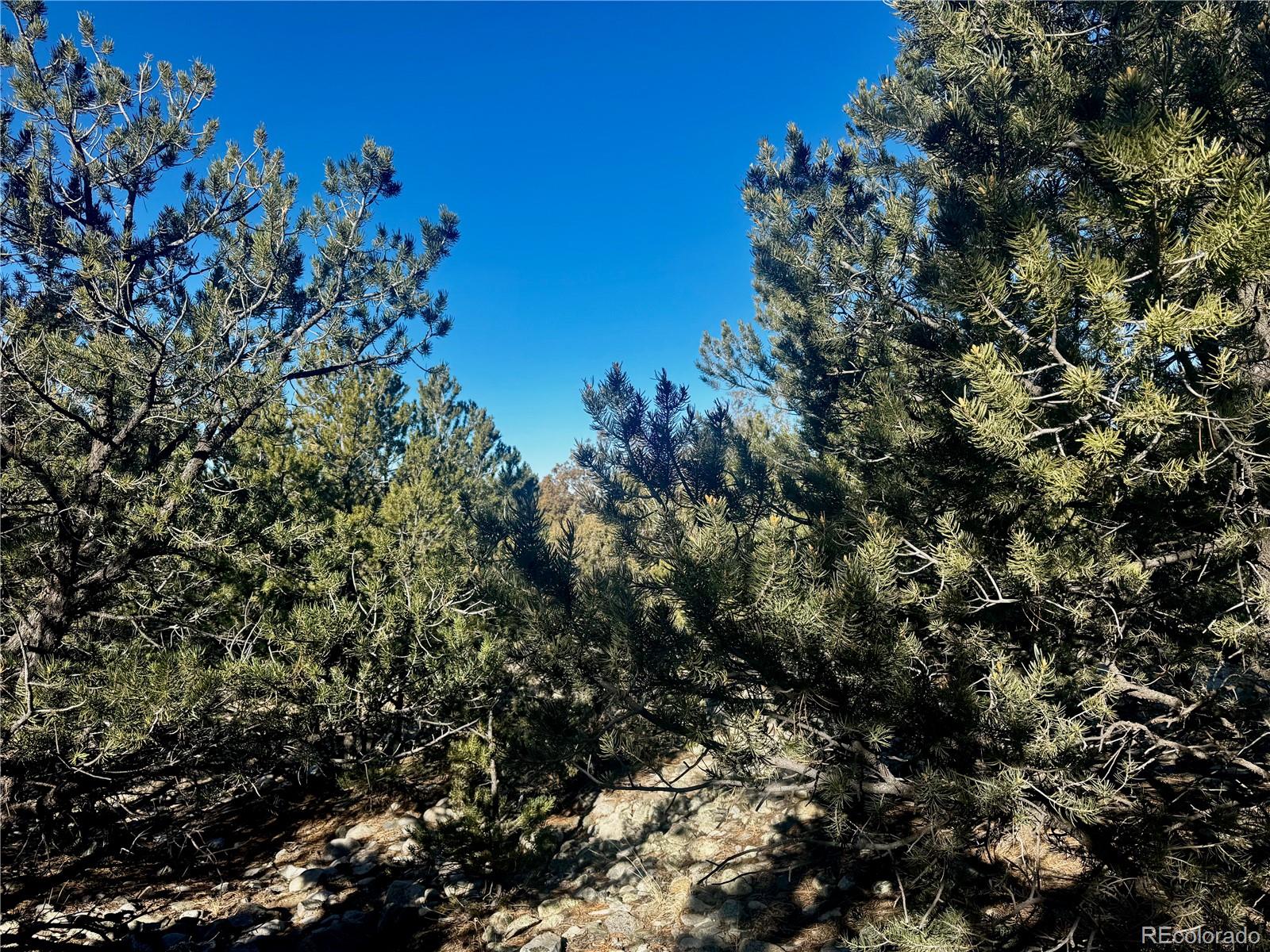 25 Moki Court Mosca, CO 81146 - Photo 8 of 20 a view of a tree