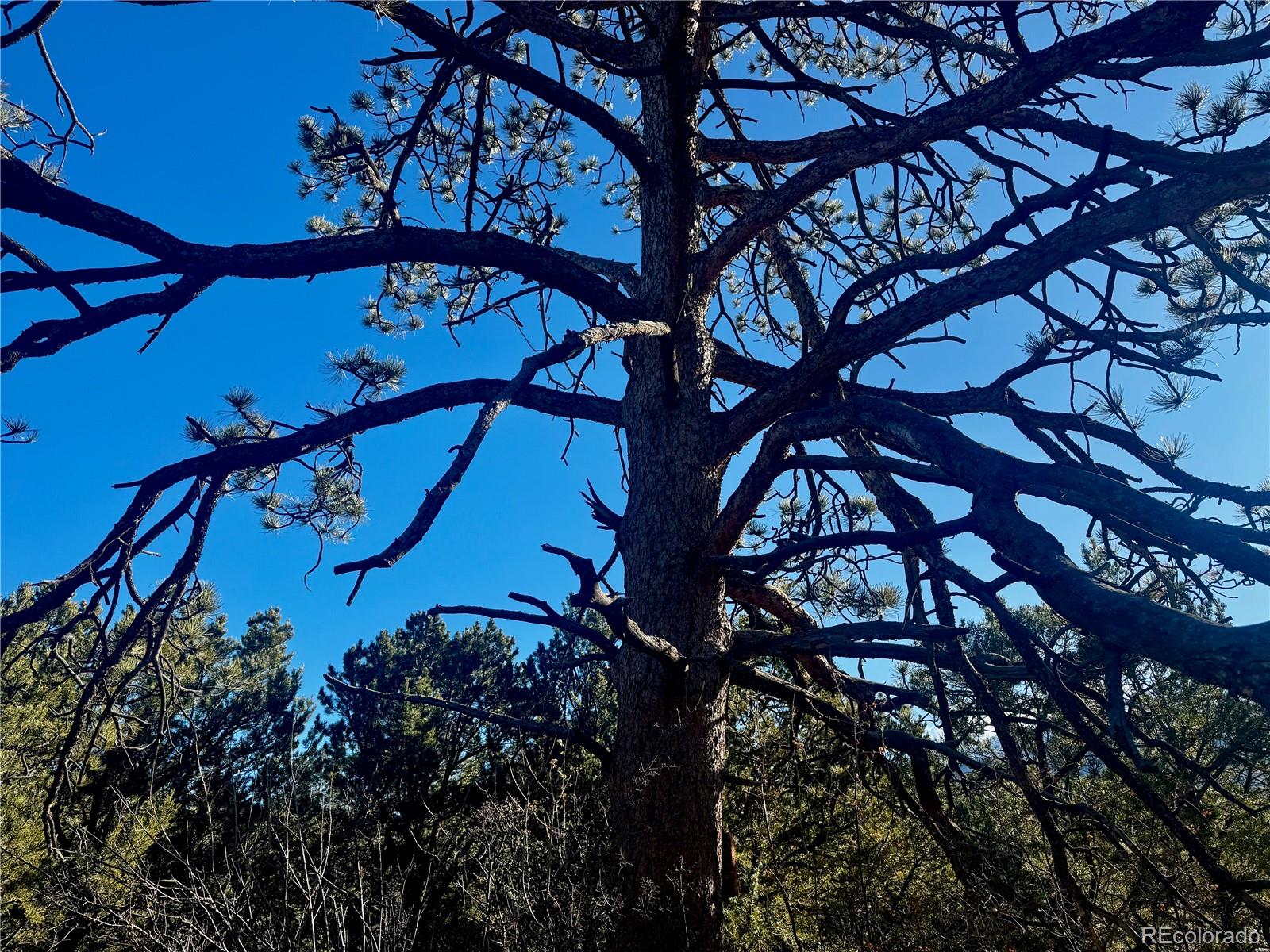 25 Moki Court Mosca, CO 81146 - Photo 9 of 20 a view of a backyard