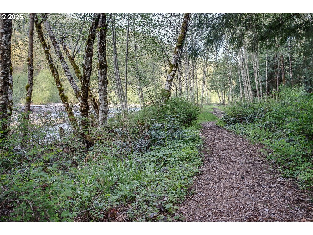 65582 East Timberline Drive Rhododendron, OR 97049 - Photo 45 of 47 a view of a yard with plants and large trees