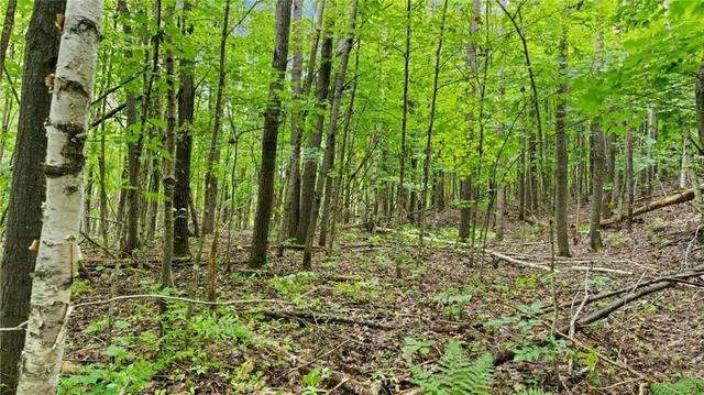 $7,493,400 | 2351-acres County Hwy C & Comet Rd 2351-acres County Highway, Exeland, WI 54835