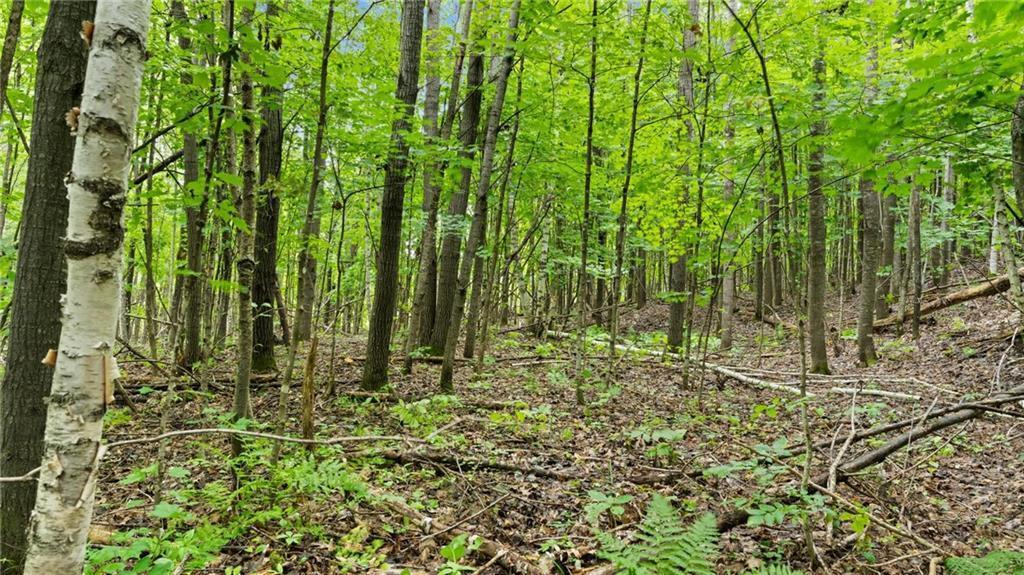 2351-acres County Hwy C & Comet Rd 2351-acres County Highway Exeland, WI 54835 - Photo 42 of 60