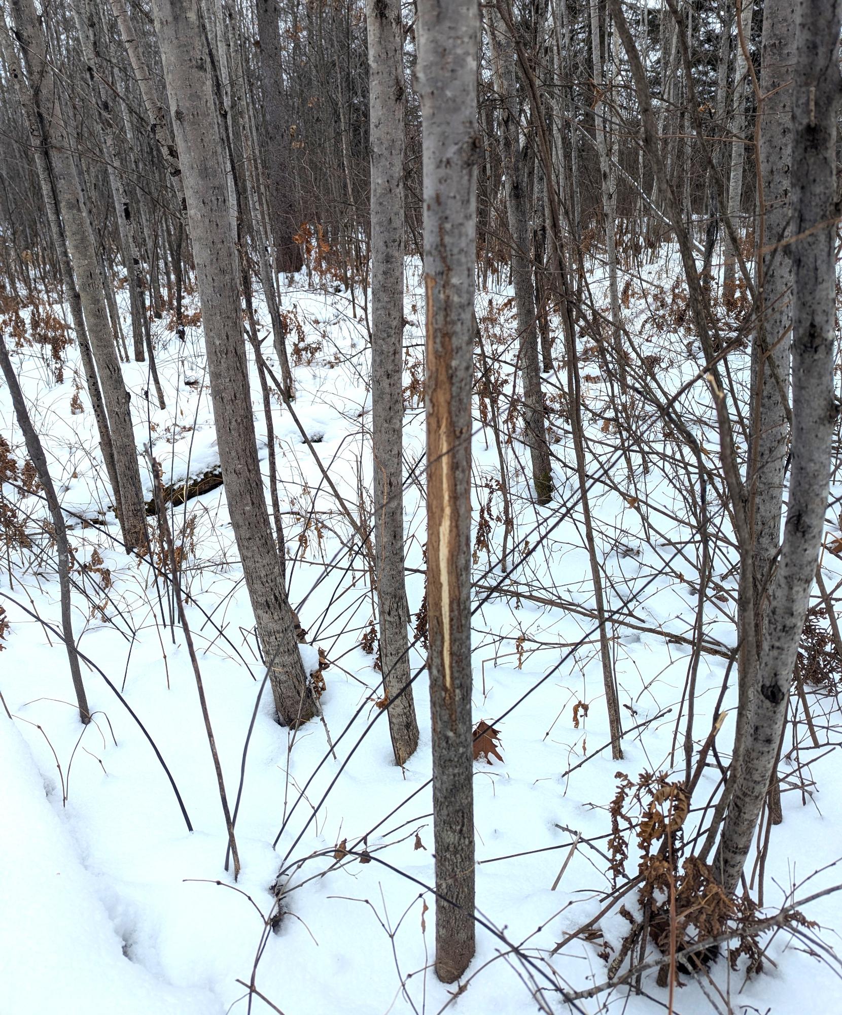 8 Prentice Wi 54556 Prentice, WI 54556 - Photo 27 of 35 Gallery Image 27