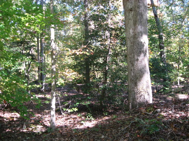Lot 2 Gilchrist Road Cameron, NC 28326 - Photo 5 of 5 IMG_4785