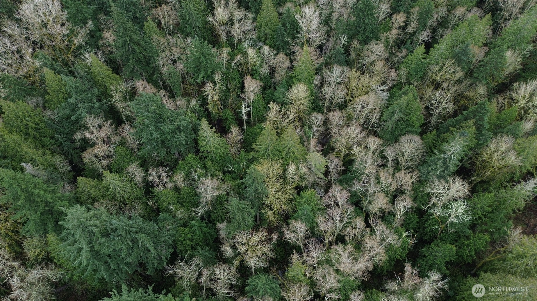10 E Street Bellingham, WA 98229 - Photo 1 of 8 an aerial view of residential house with outdoor space and trees all around