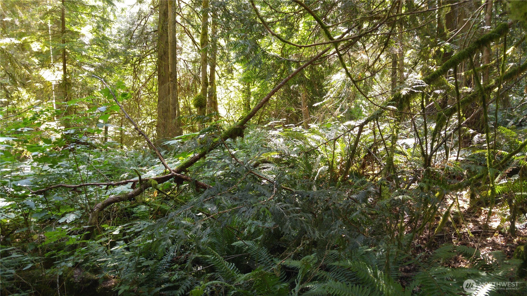 10 E Street Bellingham, WA 98229 - Photo 3 of 8 a view of a yard