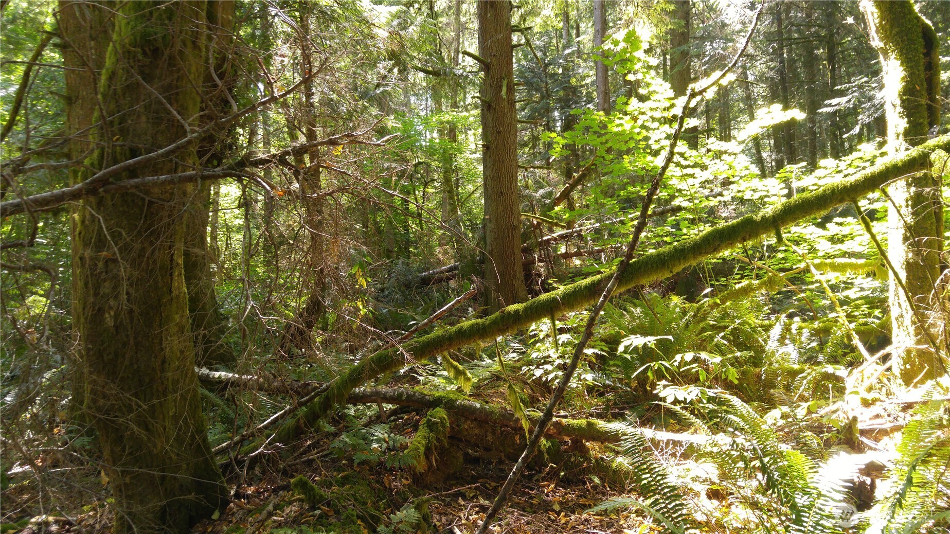 10 E Street Bellingham, WA 98229 - Photo 5 of 8 a view of tree