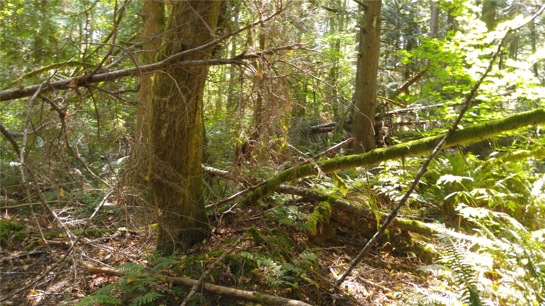 10 E Street Bellingham, WA 98229 - Photo 6 of 8 a backyard of a building
