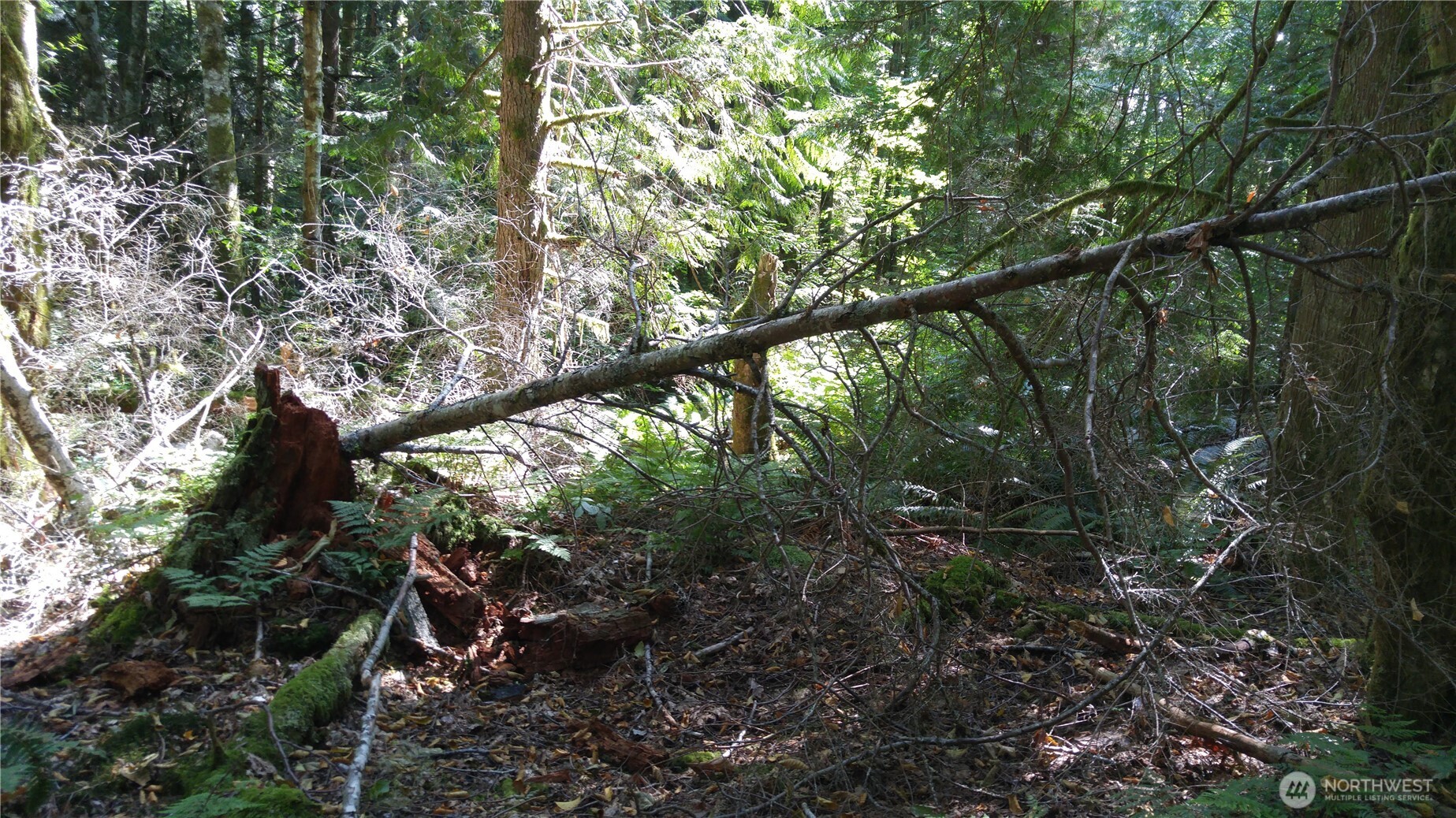 10 E Street Bellingham, WA 98229 - Photo 7 of 8 a view of forest