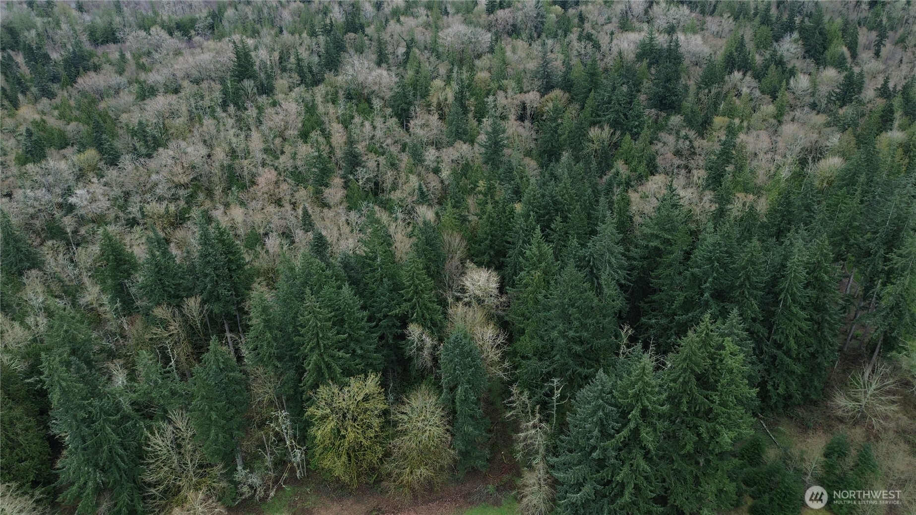 10 E Street Bellingham, WA 98229 - Photo 8 of 8 a view of a lush green forest