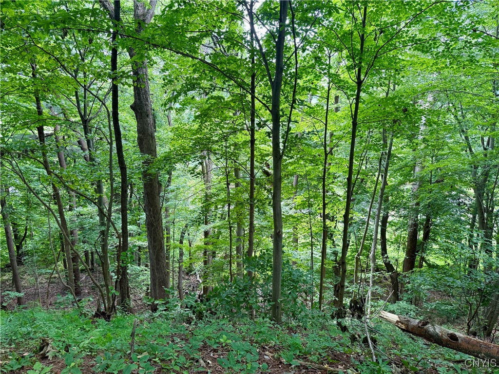 Beck Road Blossvale, NY 13308 - Photo 7 of 17 Gallery Image 7