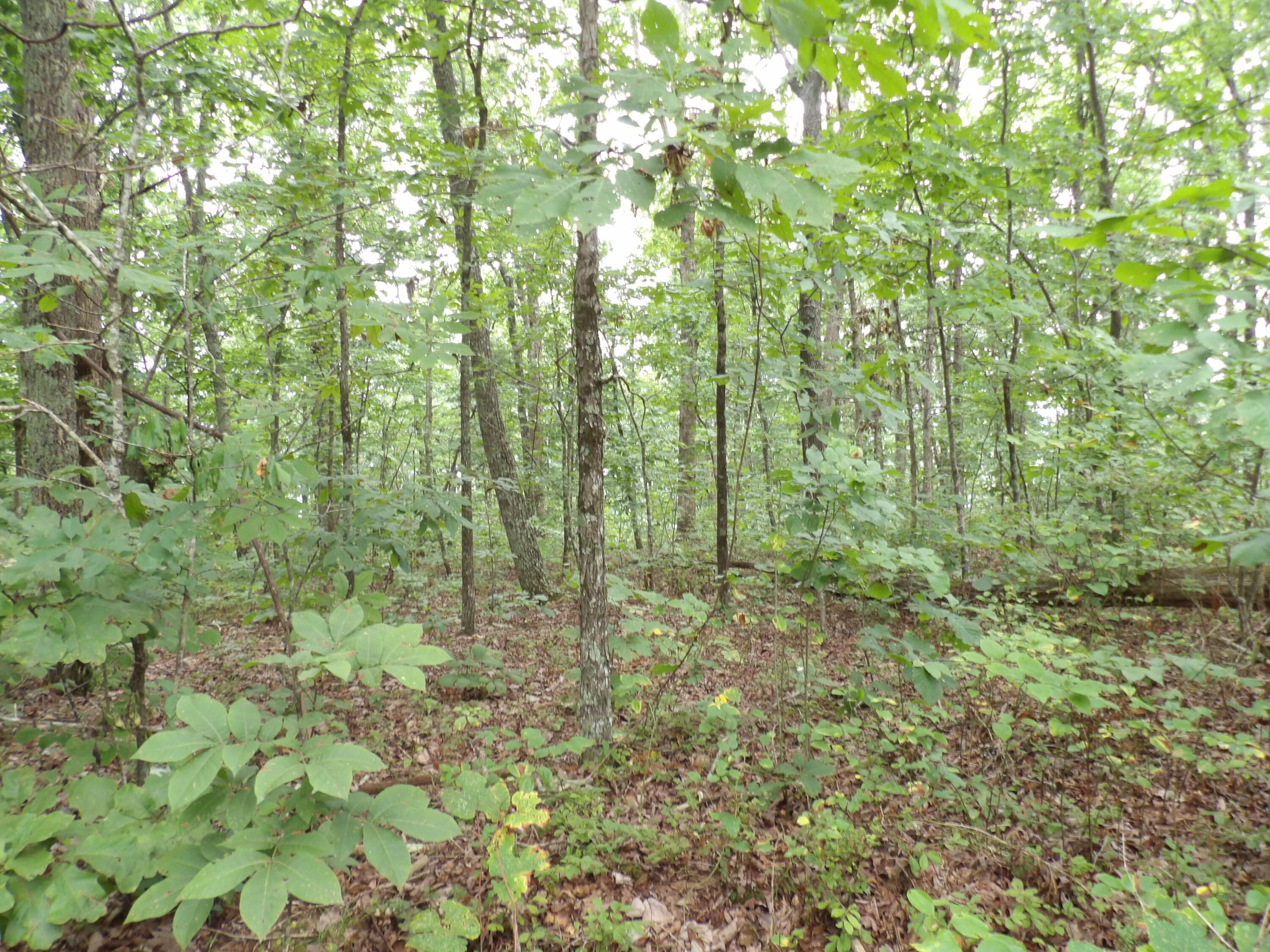 2 Porch Rock Road Pikeville, TN 37367 - Photo 12 of 18 100_0642