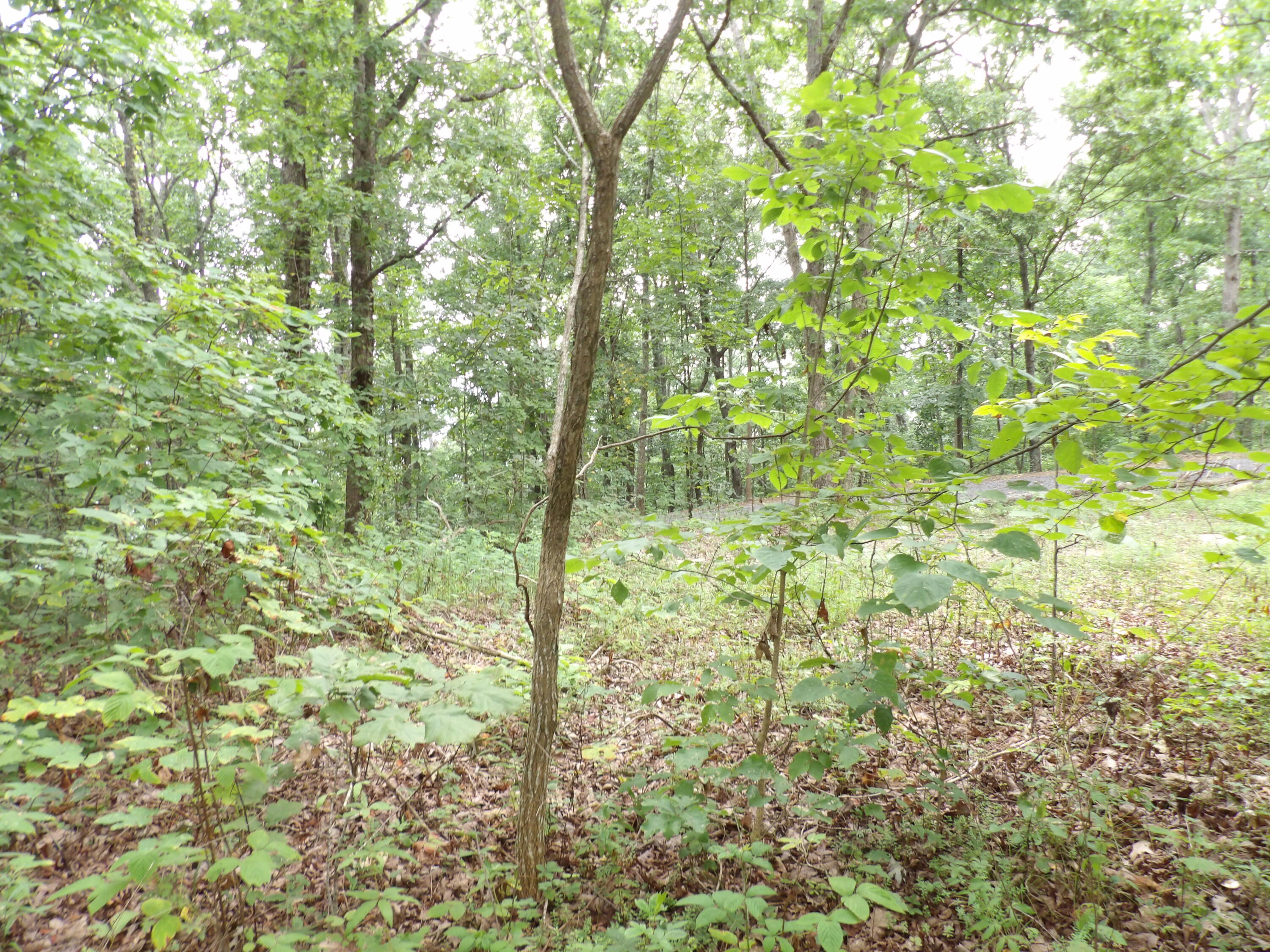 2 Porch Rock Road Pikeville, TN 37367 - Photo 15 of 18 100_0645