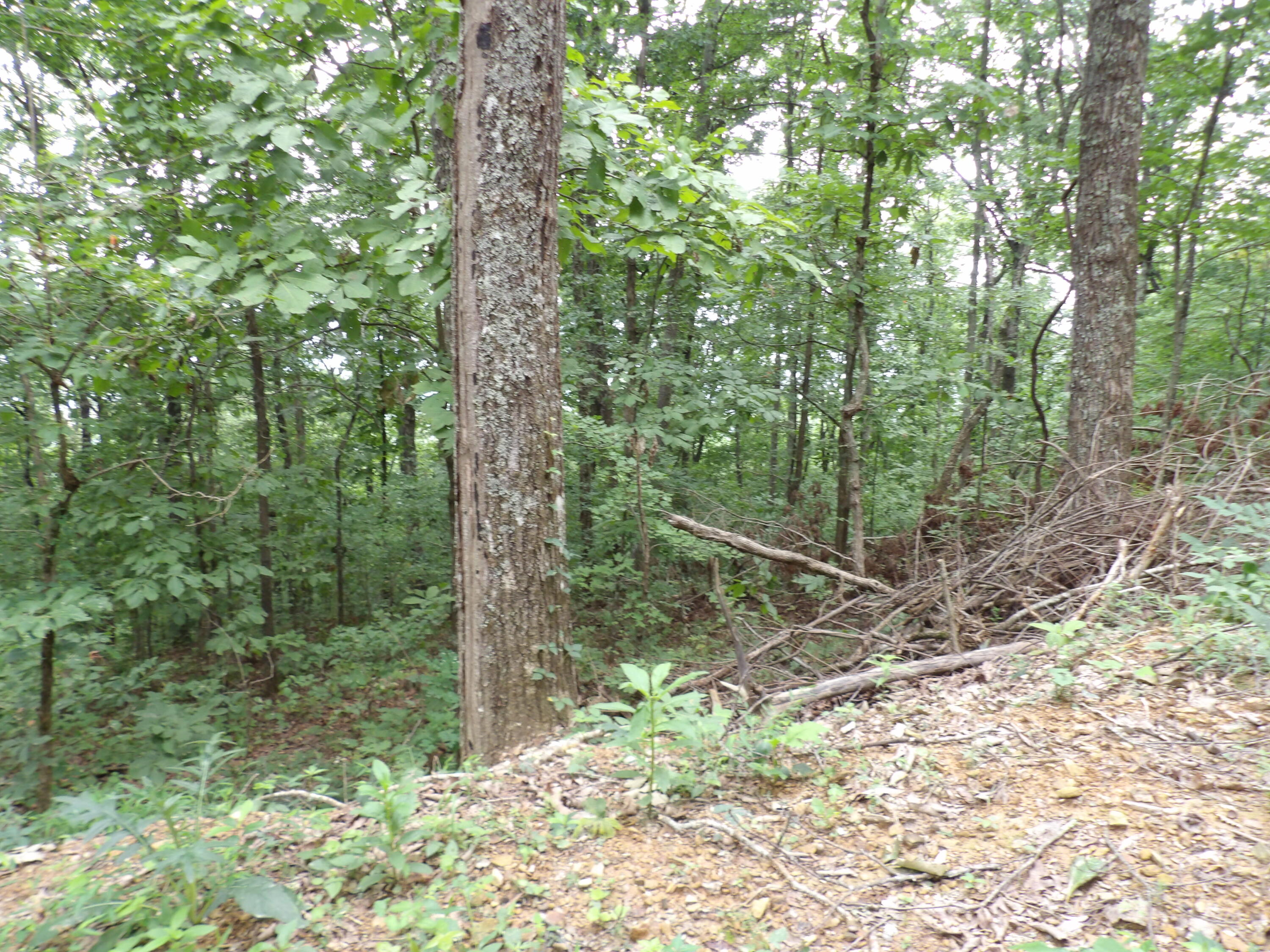2 Porch Rock Road Pikeville, TN 37367 - Photo 17 of 18 100_0650