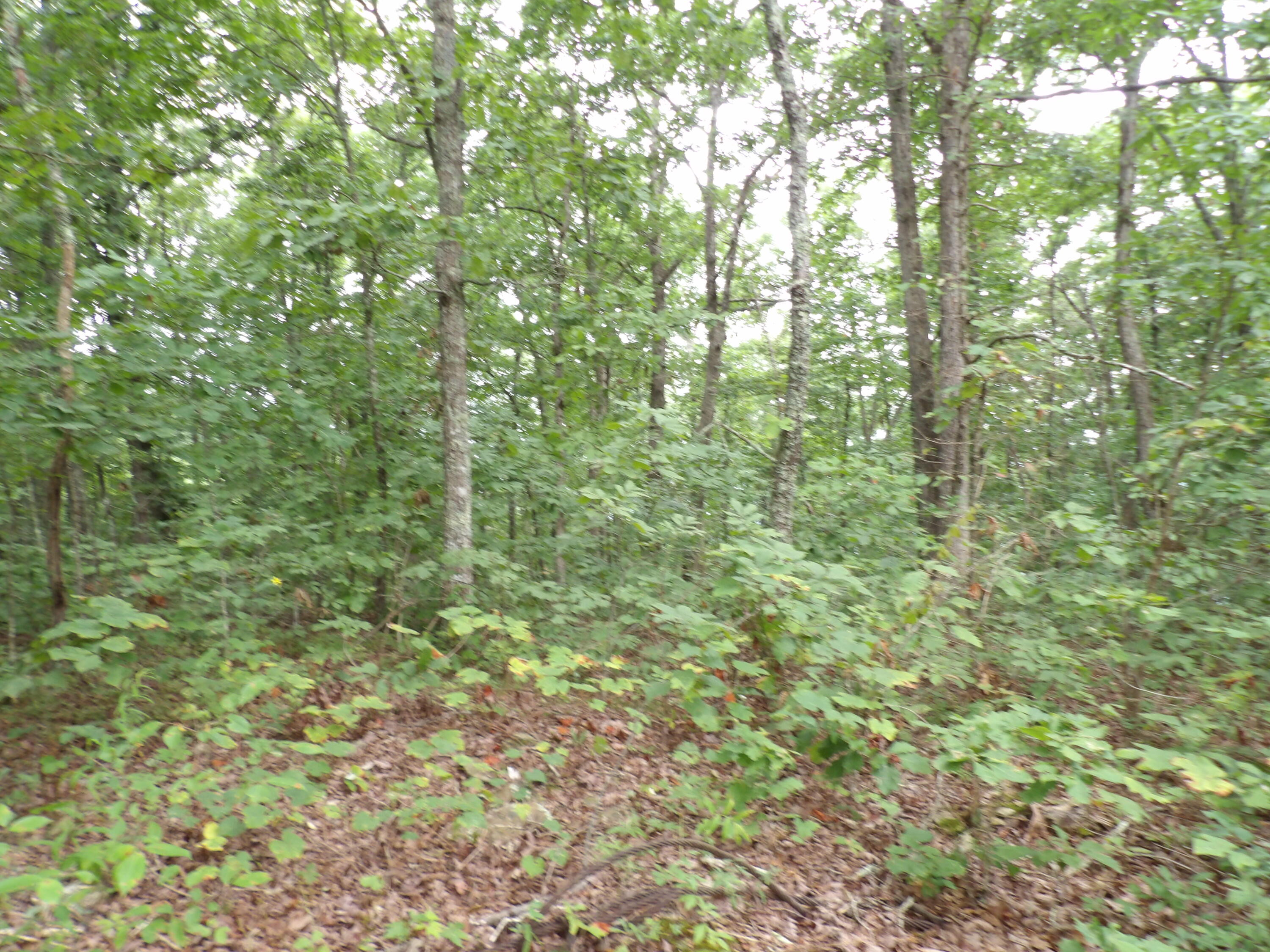 2 Porch Rock Road Pikeville, TN 37367 - Photo 8 of 18 100_0638
